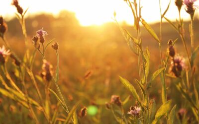 Sacred Space: A Dream Beneath the Sky of the Gods