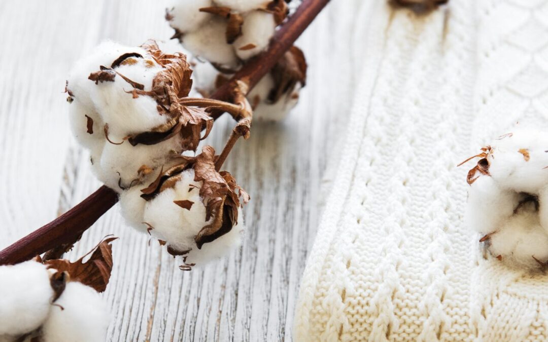 History of Cotton: The Legacy of the Indus Valley